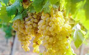 CHENIN